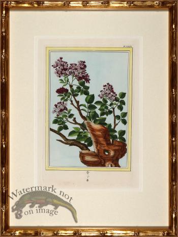 Buchoz Botanicals in Bamboo 04